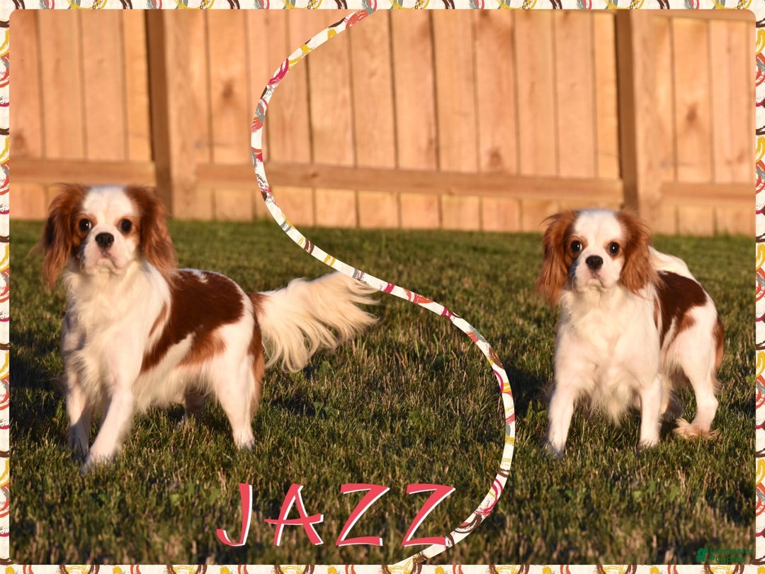 Cavalier King Charles Spaniel dogs for sale: Victor - Image 5
