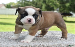 French Bulldog dogs for sale: Bentley mini bulldogge - Image 2