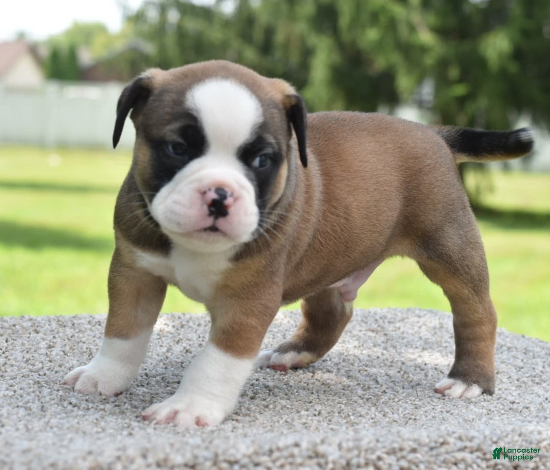 French Bulldog dogs for sale: Bentley mini bulldogge - Image 2