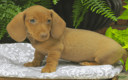 Miniature Dachshund dogs for sale: Trevor - Image 3