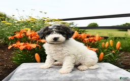 Miniature Poodle dogs for sale: Daisy - Image 1