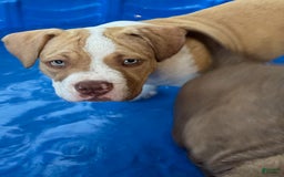 American Bully dogs for sale: Bella - Image 4
