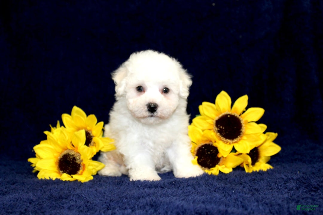 Bichon Frise dogs for sale: Uncle - Image 6