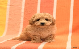 Bichpoo dogs for sale: Matt - Image 5