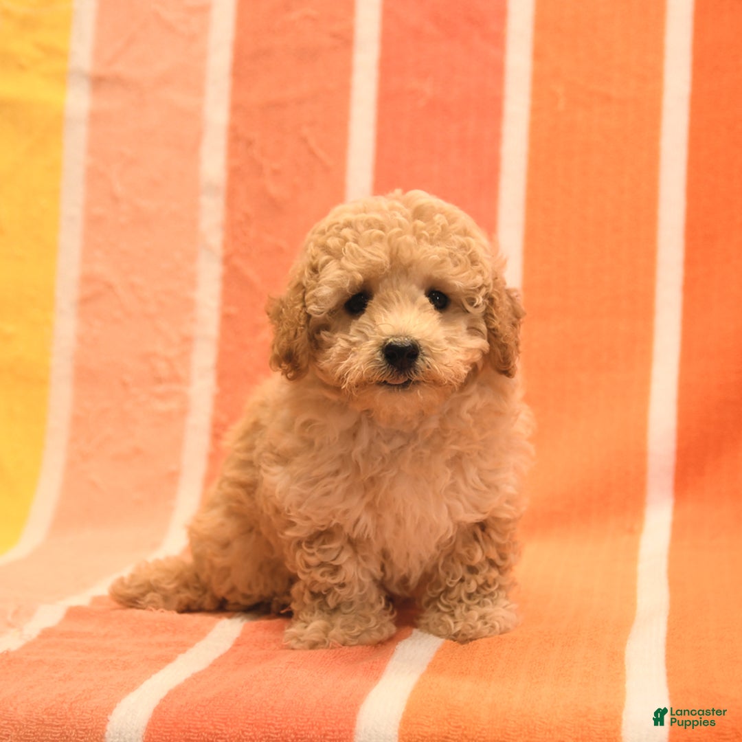 Bichpoo dogs for sale: Matt - Image 5