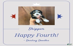Mini Aussiedoodle dogs for sale: Skipper - Image 1