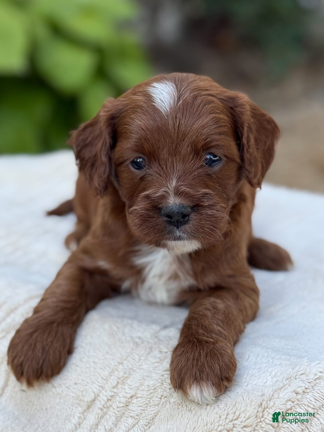 Cavapoo dogs for sale: Lincoln - Image 17