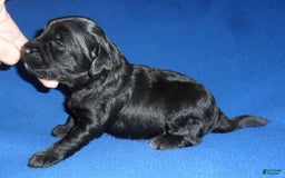Yorkiepoo dogs for sale: Inky - Image 15