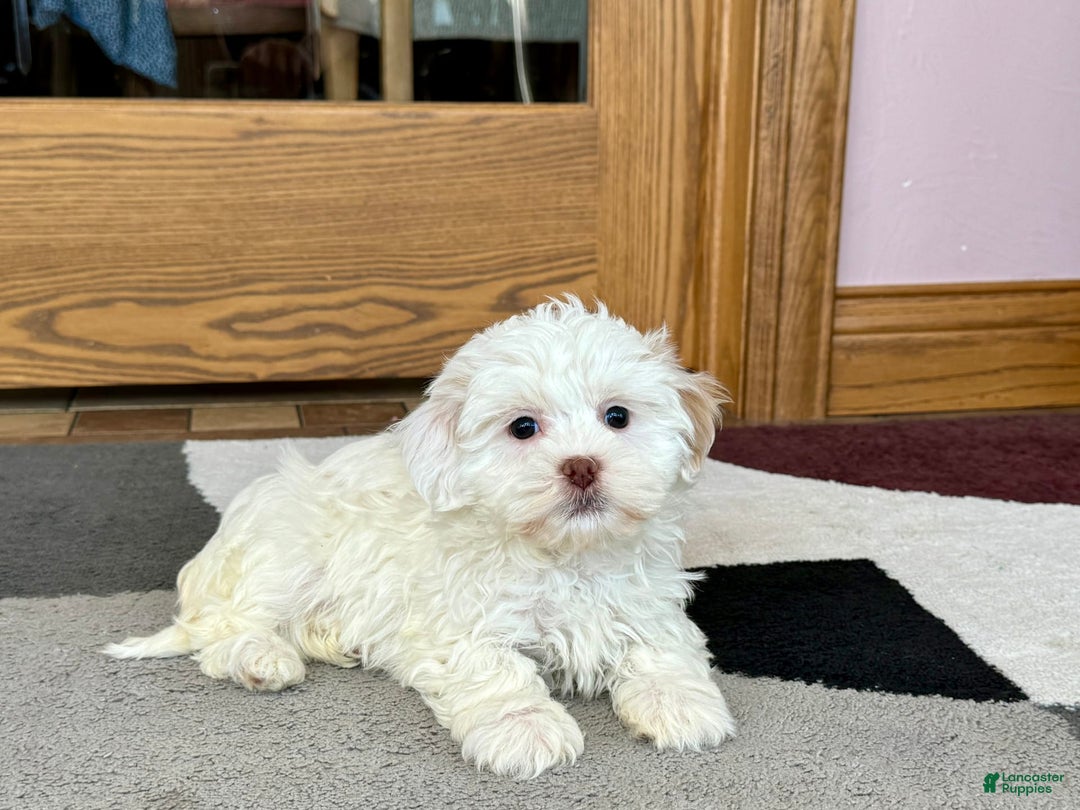 Lhasa Apso dogs for sale: Honey - Image 4