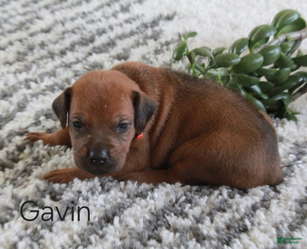Rhodesian Ridgeback dogs for sale: Gavin - Image 3