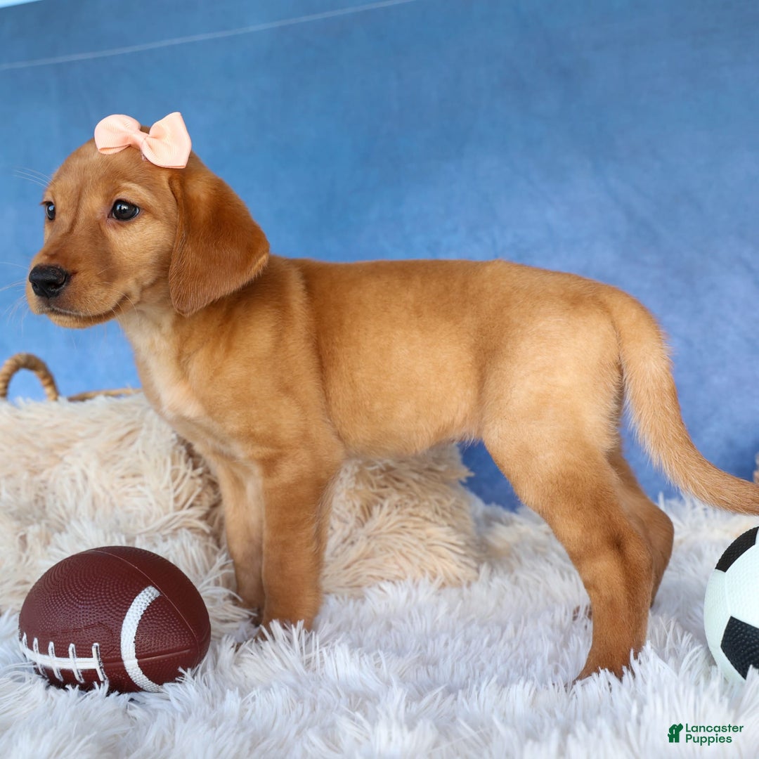 Labrador Retriever dogs for sale: Red Fox Gabby - Image 15