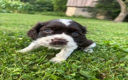 Cocker Spaniel dogs for sale: Sammy - Image 3
