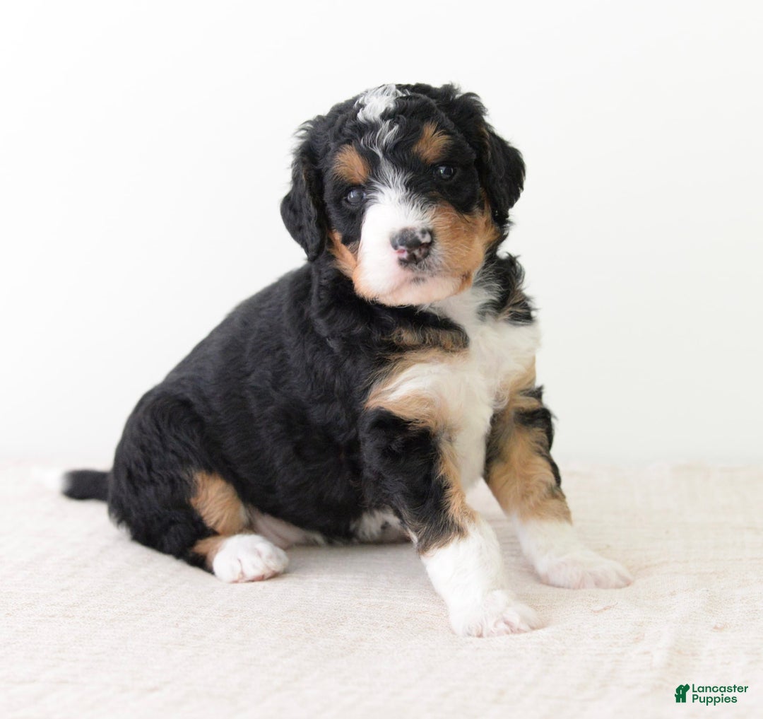 Bernedoodle dogs for sale: Reese- medium - Image 3