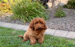Cockapoo dogs for sale: Shellie - Image 1