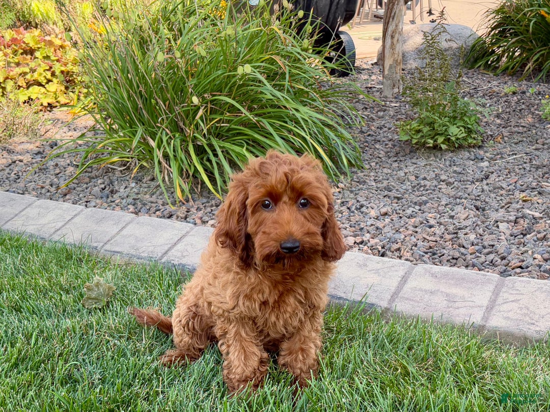 Cockapoo dogs for sale: Shellie - Image 1