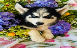 Siberian Husky dogs for sale: Stetson - Image 5