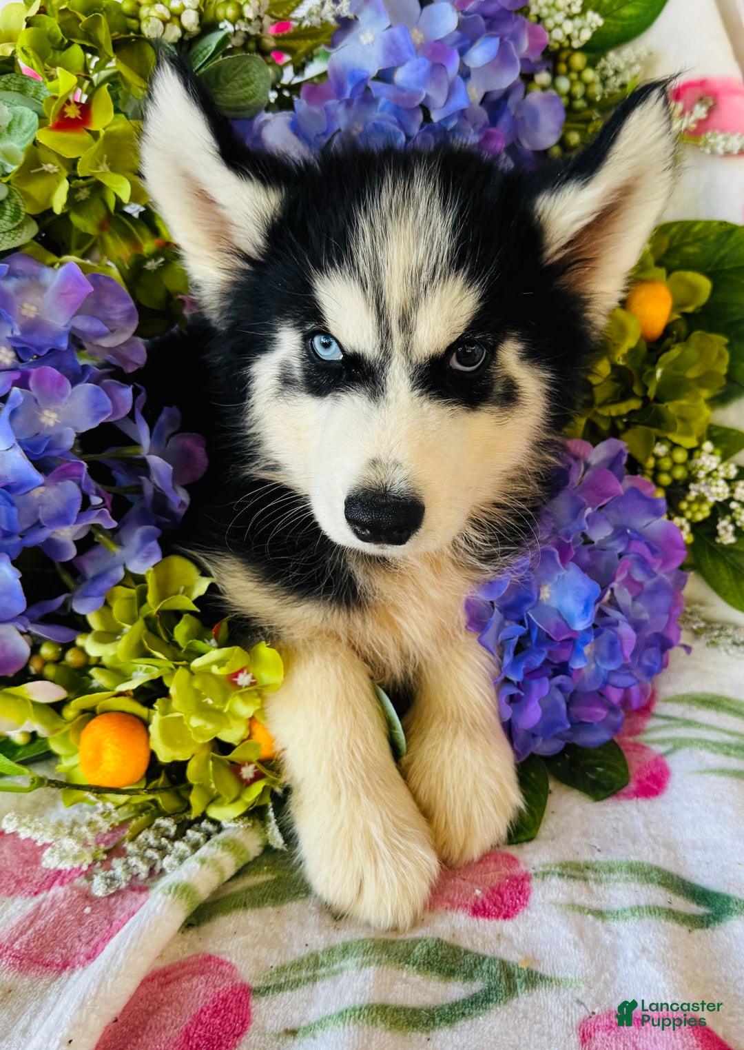 Siberian Husky dogs for sale: Stetson - Image 5