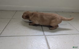 Golden Retriever dogs for sale: Leo - Image 12