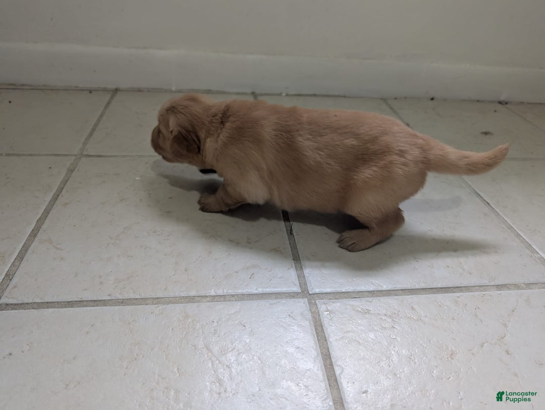 Golden Retriever dogs for sale: Leo - Image 12