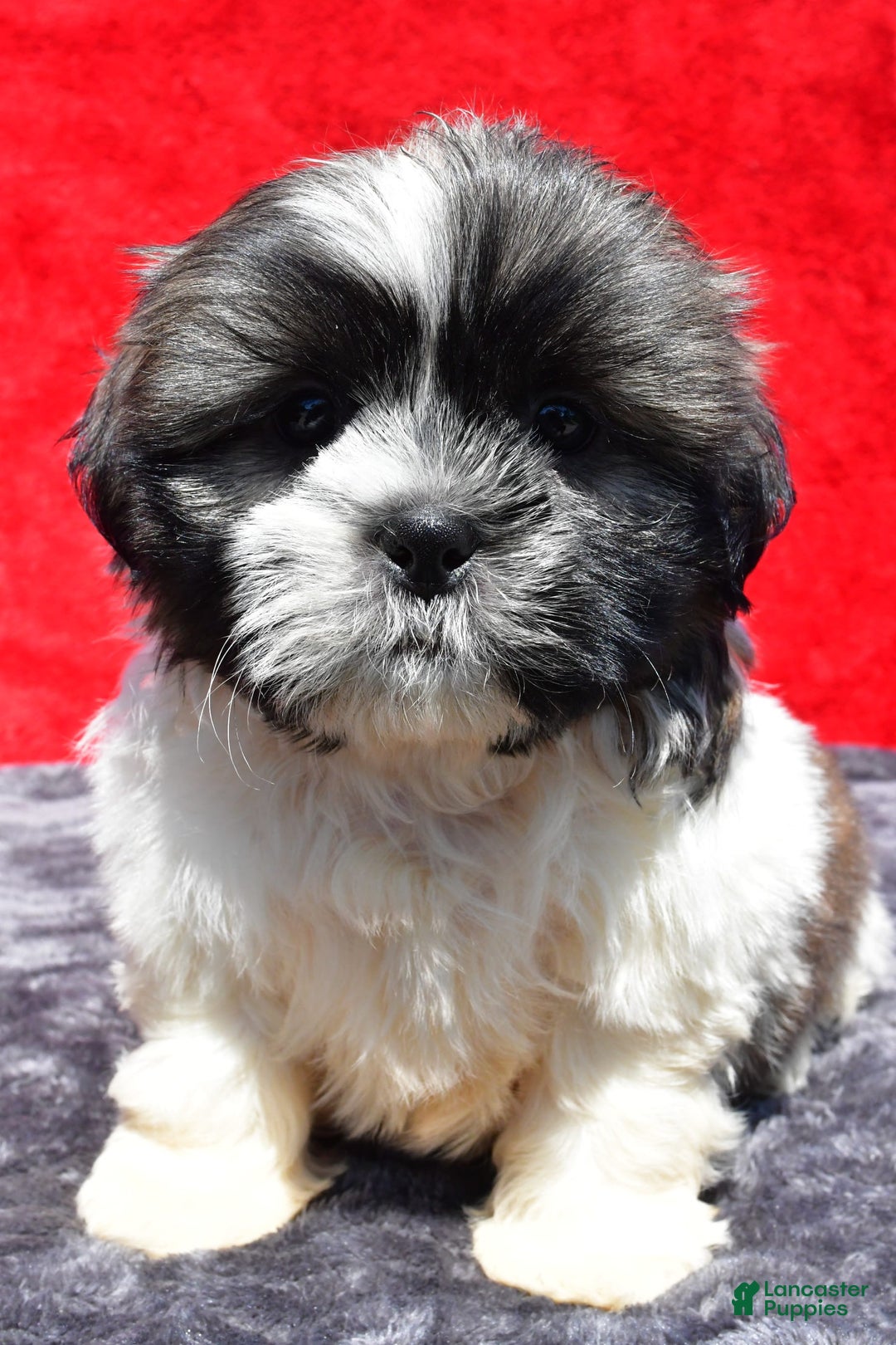 Shih Tzu dogs for sale: Shih Tzu 2 puppies - Image 1