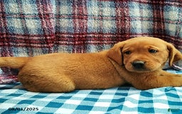 Labrador Retriever dogs for sale: Labrador Retriever 5 puppies - Image 14