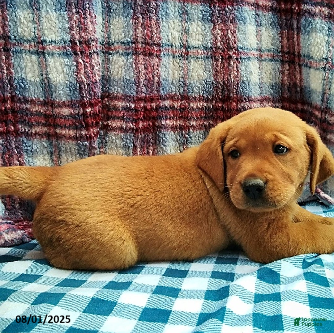Labrador Retriever dogs for sale: Labrador Retriever 5 puppies - Image 14