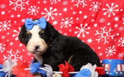 Bernese Mountain Dog dogs for sale: Pebbles - Image 4