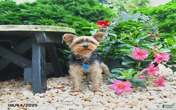 Yorkiepoo dogs for sale: Pearly - Image 4