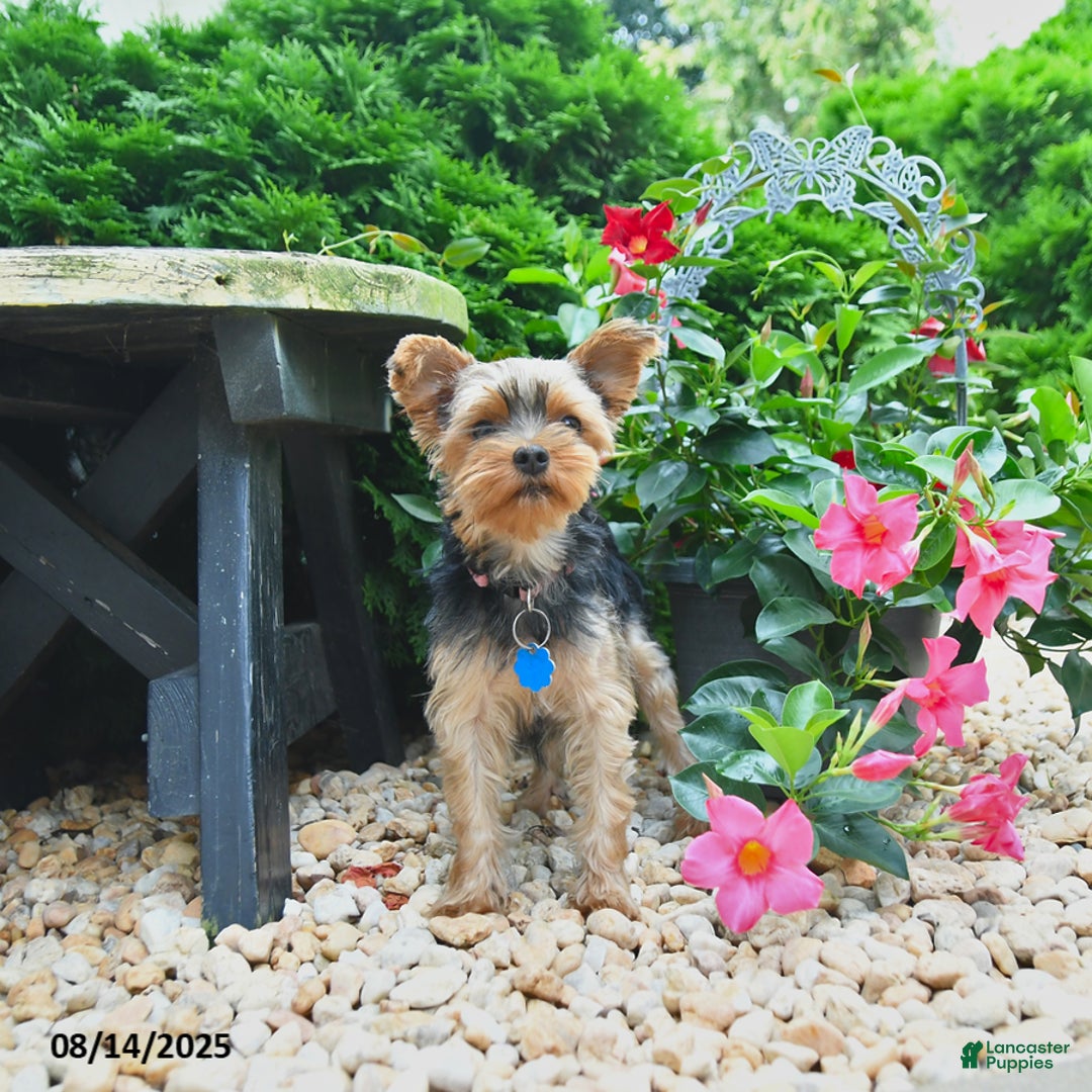 Yorkiepoo dogs for sale: Pearly - Image 4
