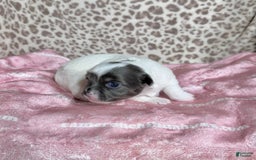 Chihuahua dogs for sale: Blue Sky Long Coat - Image 6