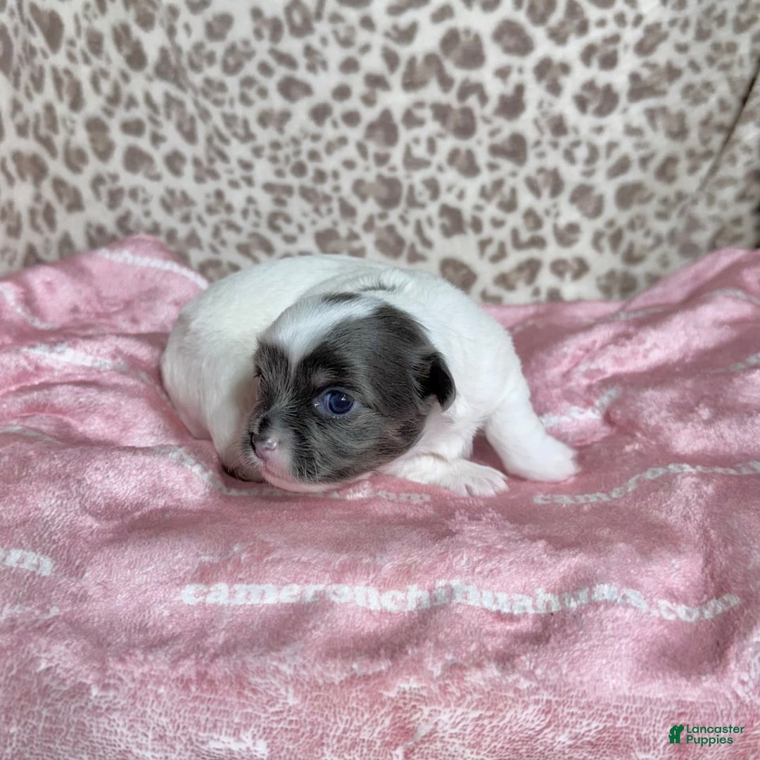 Chihuahua dogs for sale: Blue Sky Long Coat - Image 6