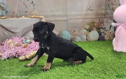 Catahoula Leopard Dog dogs for sale: Goldie 2025 F2 - Image 2