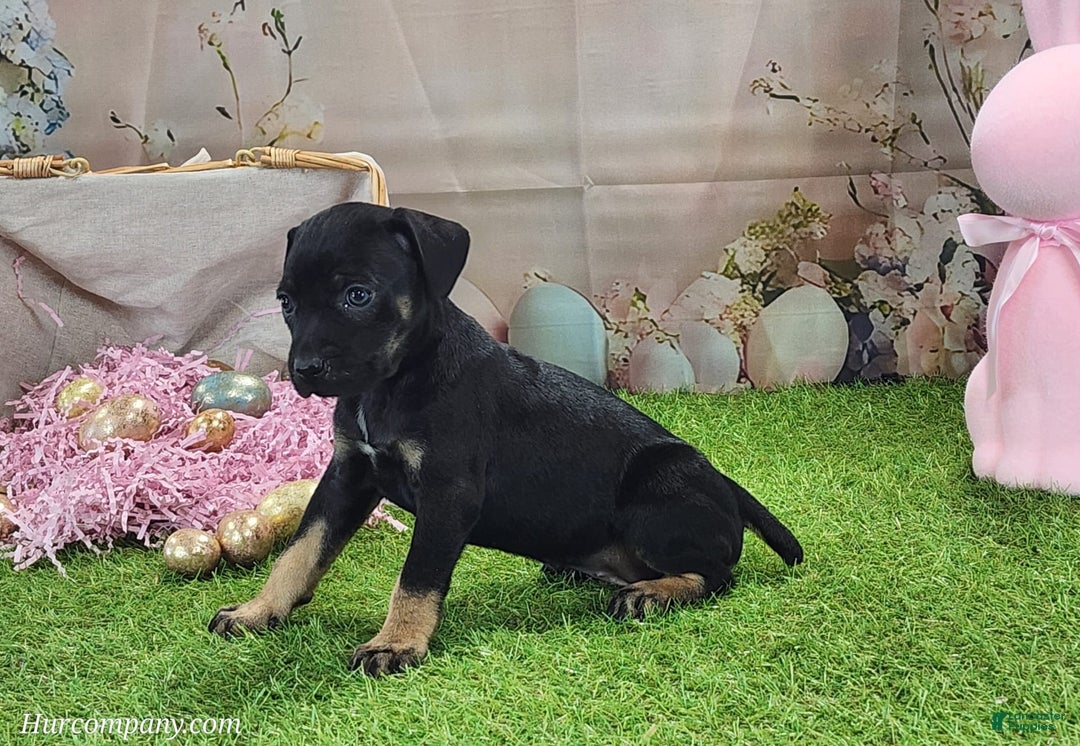 Catahoula Leopard Dog dogs for sale: Goldie 2025 F2 - Image 2