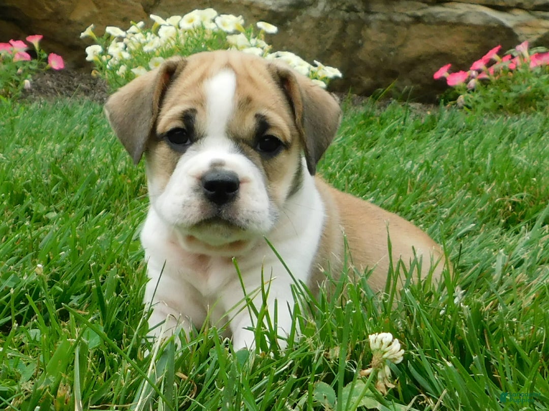 English Bulldog dogs for sale: Rosy - Image 5
