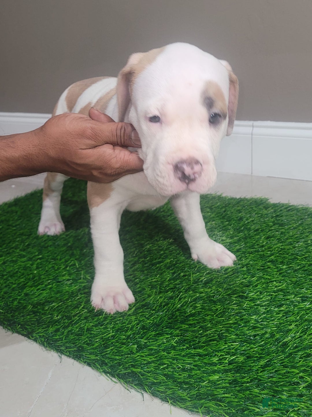 American Bully dogs for sale: Love Patch - Image 7