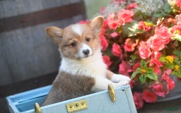 Welsh Corgi Pembroke dogs for sale: Ark - Image 3