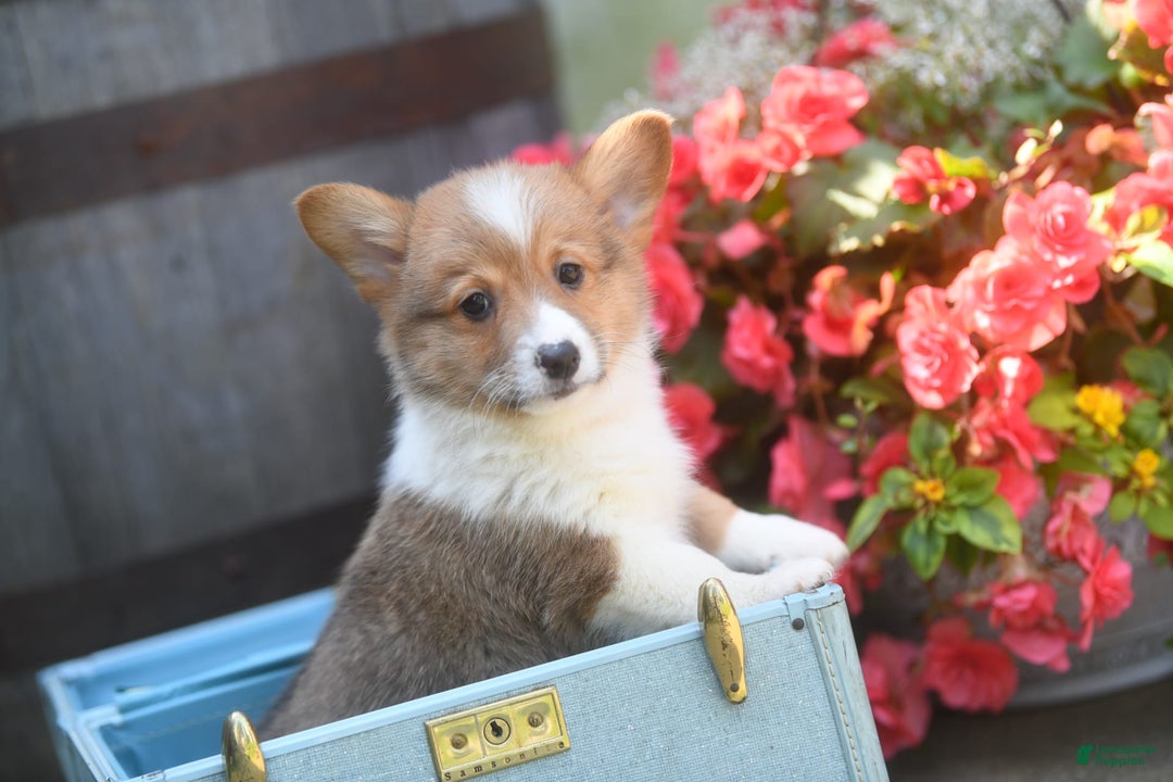 Welsh Corgi Pembroke dogs for sale: Ark - Image 3