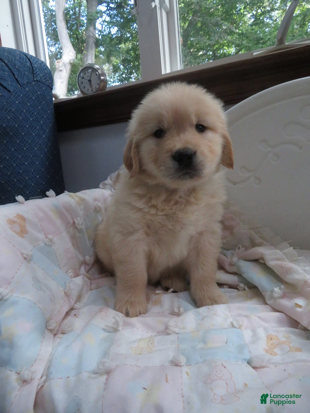Golden Retriever dogs for sale: Hershey - Image 21