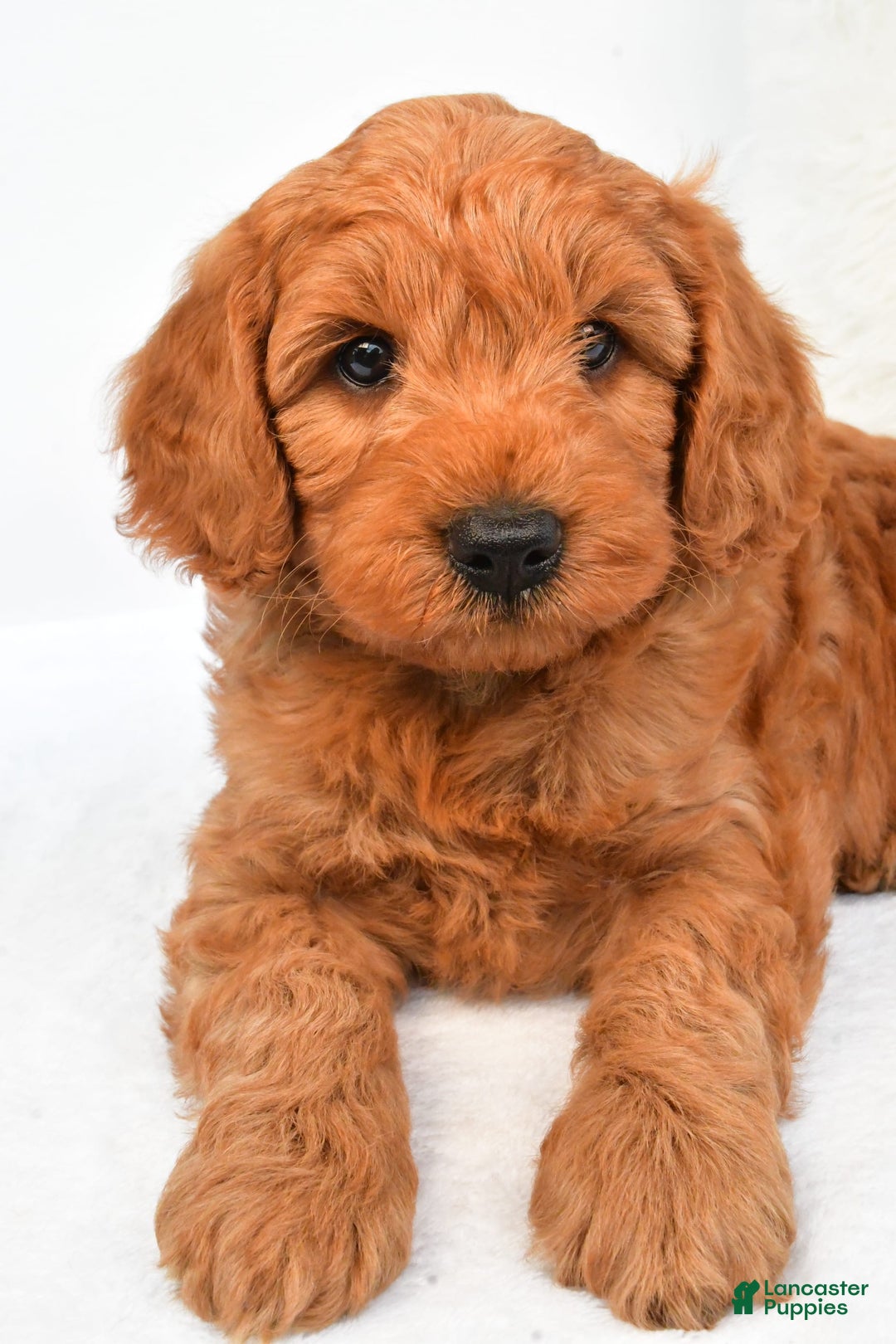 Mini Goldendoodle dogs for sale: Teddy - Image 6