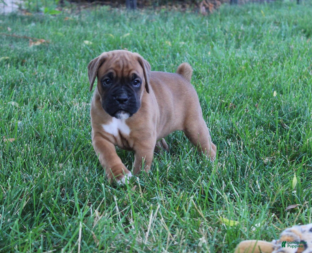 Boxer dogs for sale: River - Image 4