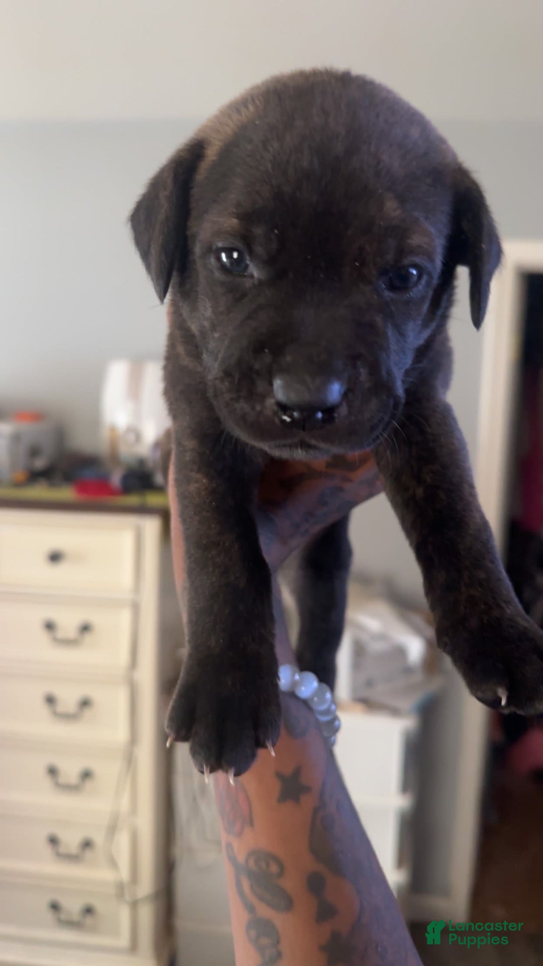 Cane Corso dogs for sale: Dark Green - Image 1