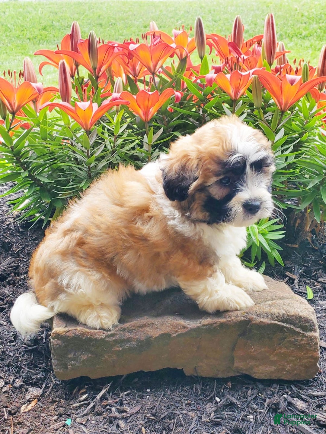 Teddy Bear dogs for sale: Diesel - Image 2