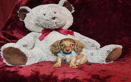 Miniature Dachshund dogs for sale: Tango - Image 10