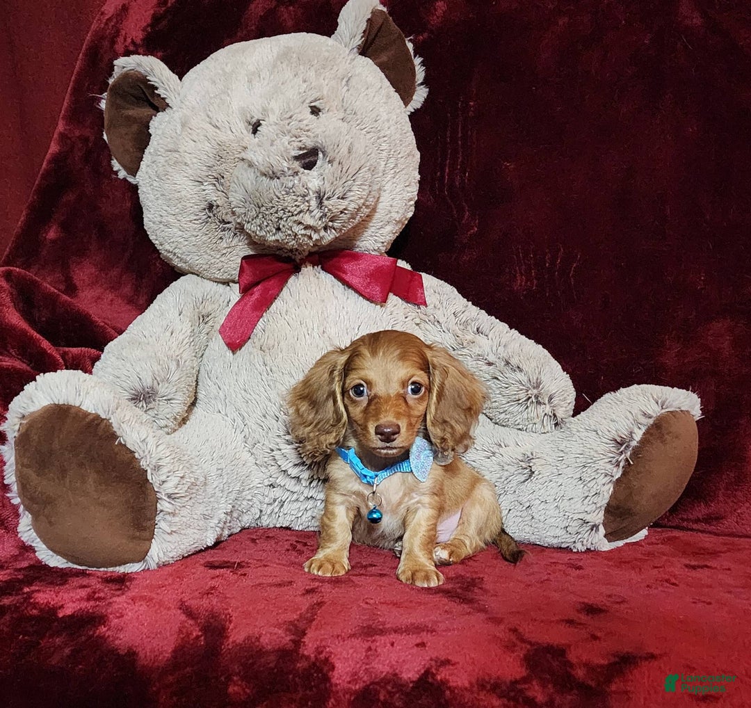 Miniature Dachshund dogs for sale: Tango - Image 10