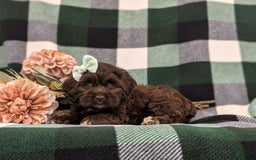Cockapoo dogs for sale: Kylee - Image 5