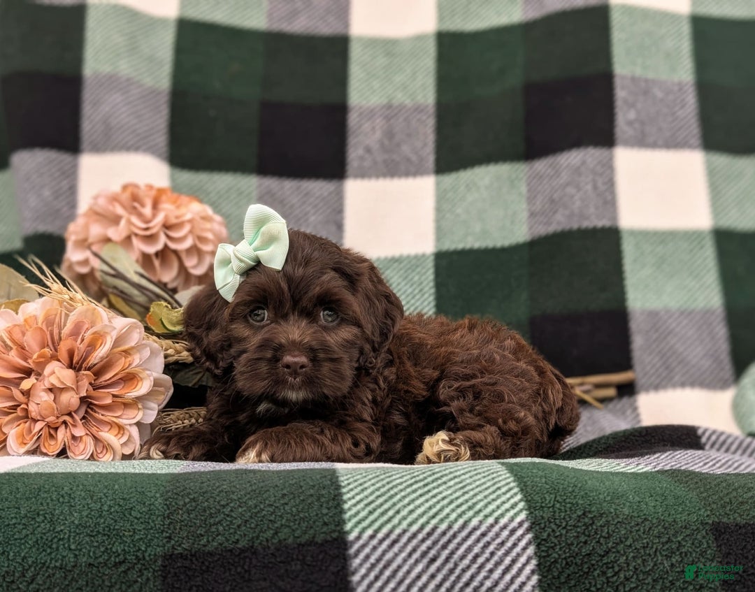 Cockapoo dogs for sale: Kylee - Image 5