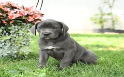 Cane Corso dogs for sale: Breeze - Image 1