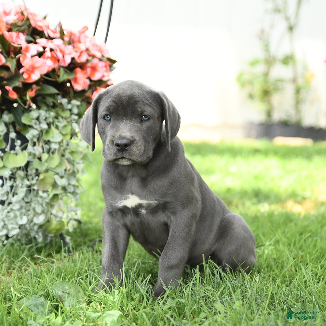 Cane Corso dogs for sale: Breeze - Image 1