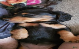 Miniature Dachshund dogs for sale: Hershey - Image 2