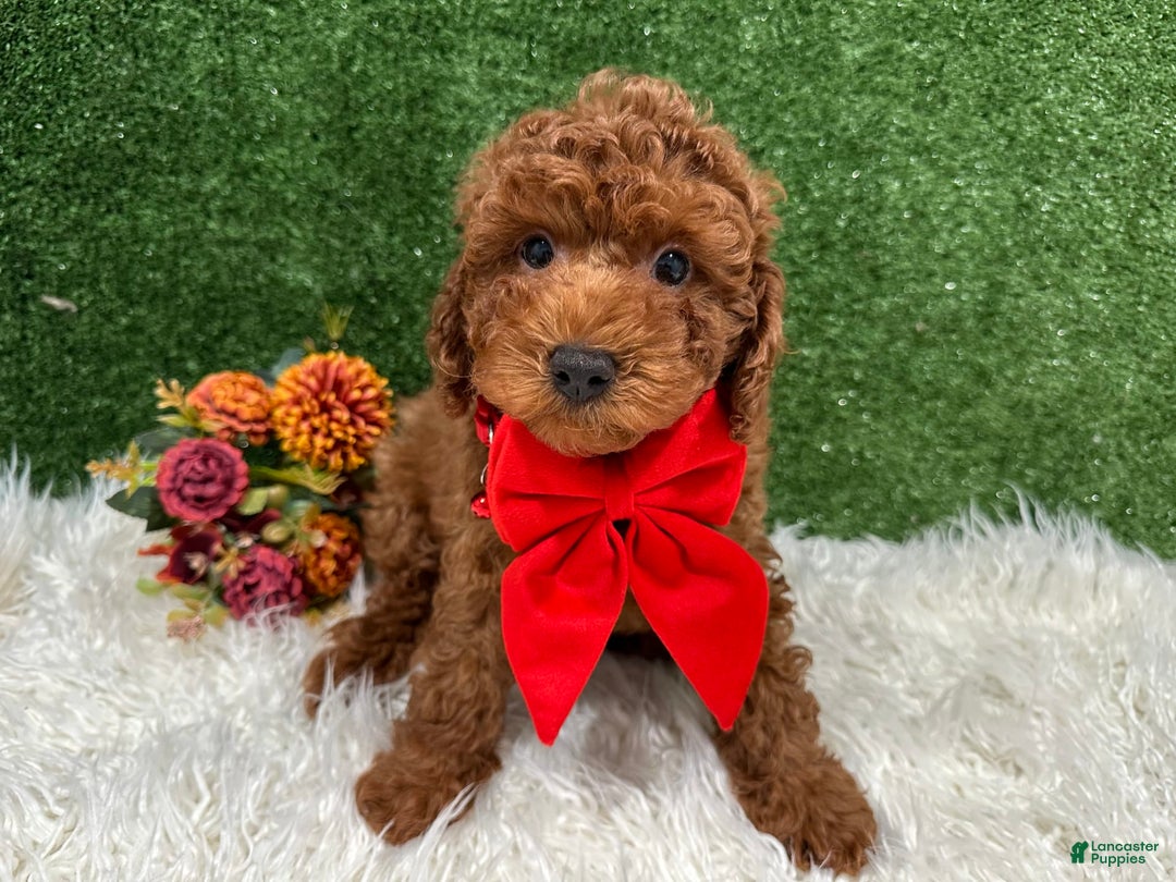 Miniature Poodle dogs for sale: Alex - Image 1